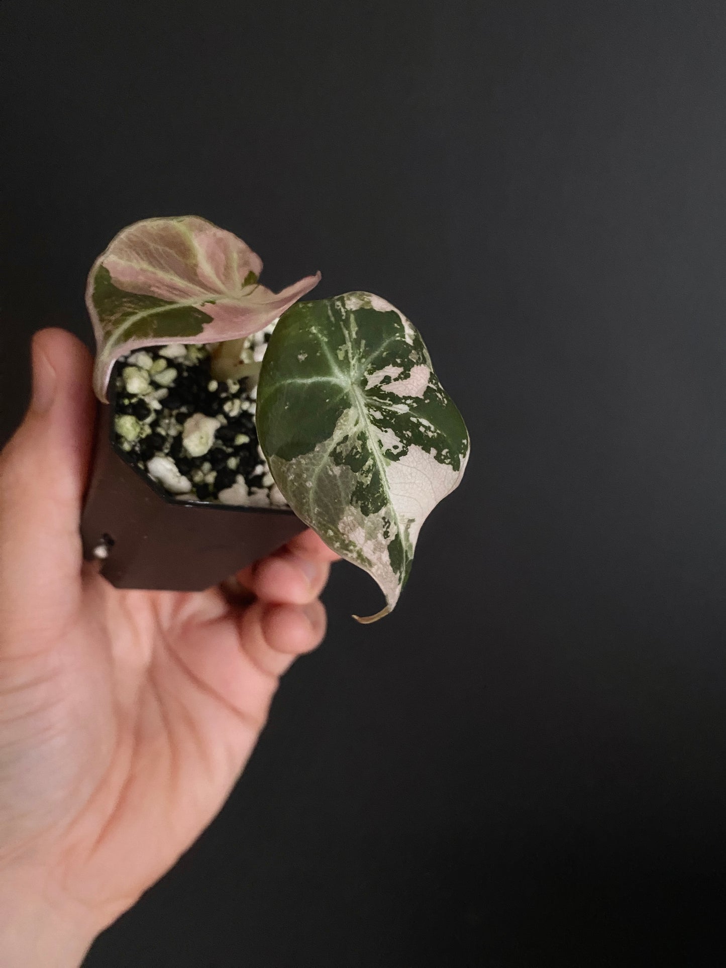 Alocasia Black Velvet Pink variegata | 5 cm pot
