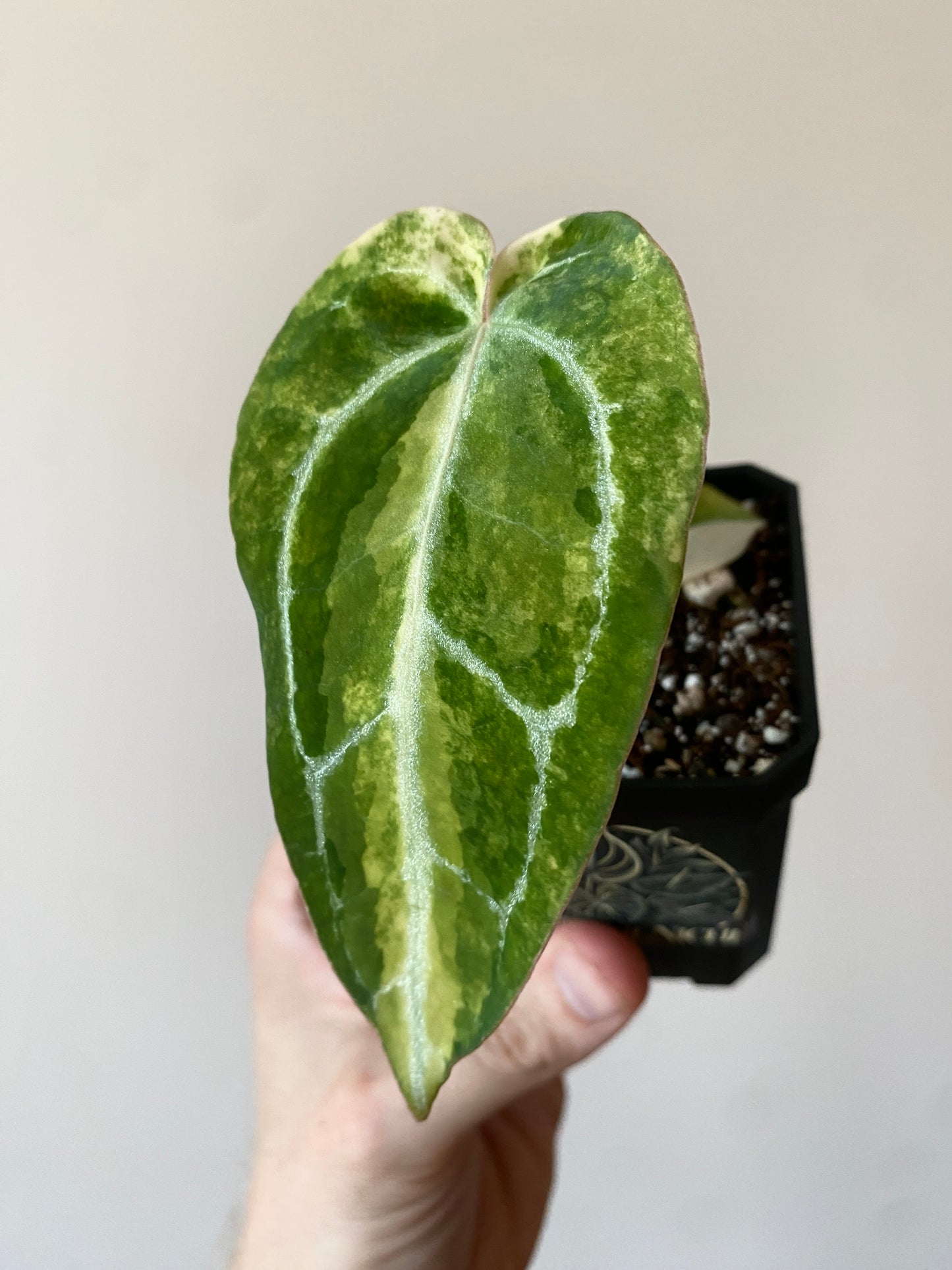 Anthurium Pap.Crystal var X Tezula Red Crystallinum | 7 cm pot [C]