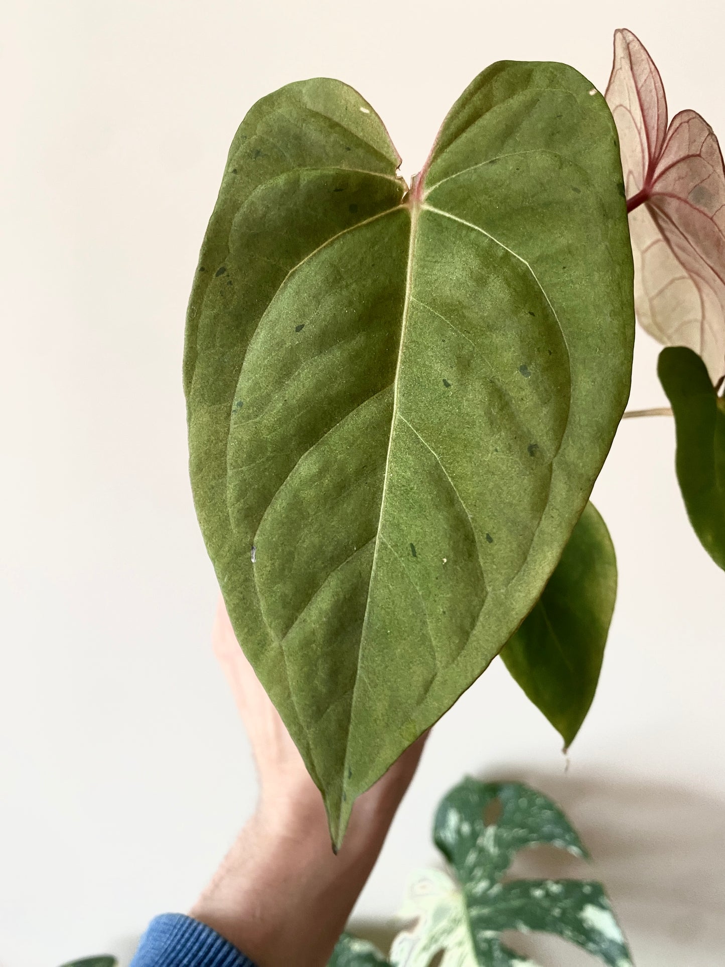 Anthurium Blue Papillilaminum hybrid mint variegated | 7 cm pot