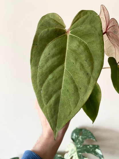 Anthurium Blue Papillilaminum hybrid mint variegated | 7 cm pot