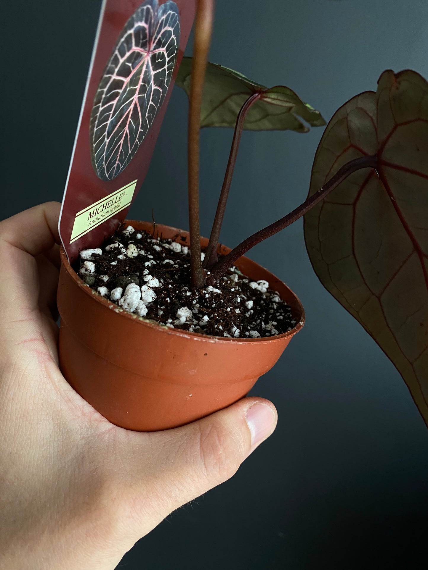Anthurium DocBlock Michelle | 9 cm pot [C]
