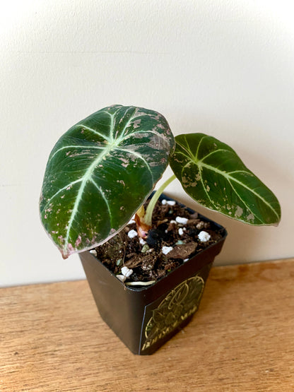 Alocasia Black Velvet Pink variegata | 7 cm pot (D)
