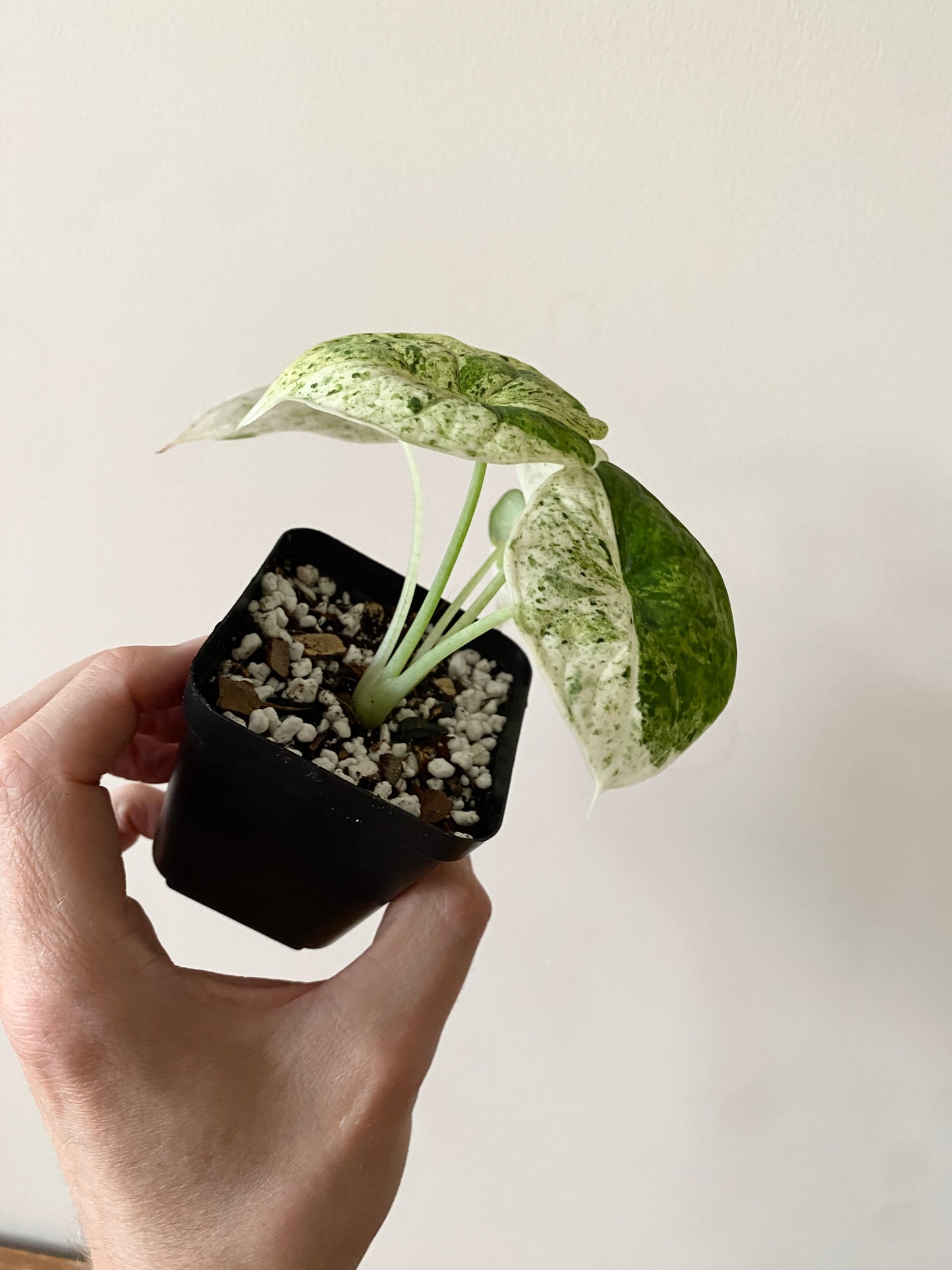 Alocasia Dragonscale Mint variegata | 7 cm pot