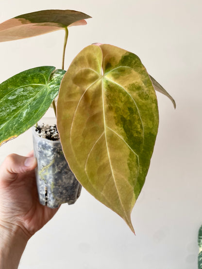 Anthurium PapCrystal var X Papillilaminum | 7 cm pot