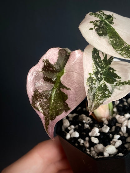 Alocasia Cuprea pink variegated | 5 cm pot