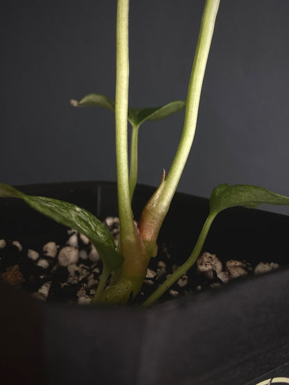 Anthurium Papillilaminum Hb var X Forgetii | 7 cm pot