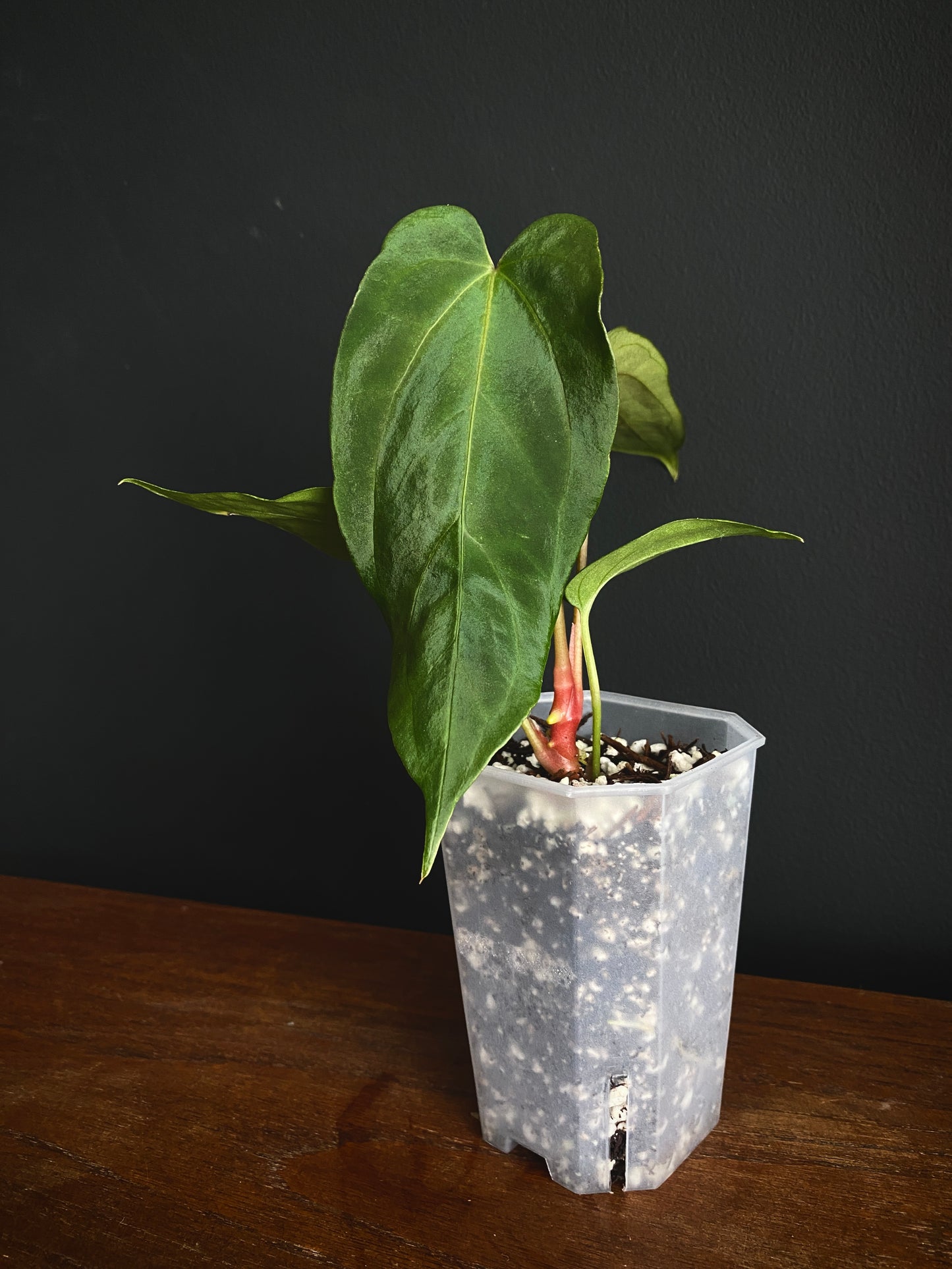 Anthurium Papillilaminum (Ree Gardens x RL) X RLFS | 7 cm pot [A]