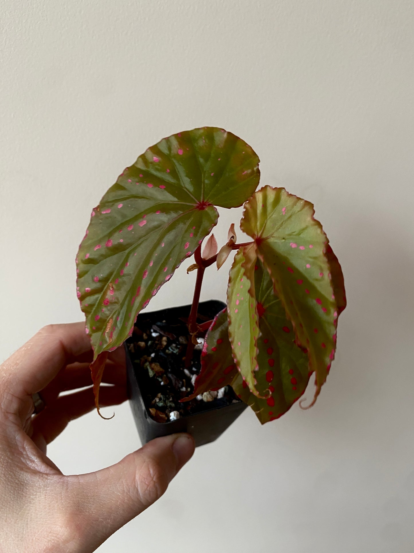 Begonia Negrosensis X Nothobaramensis | 6 cm pot [A]