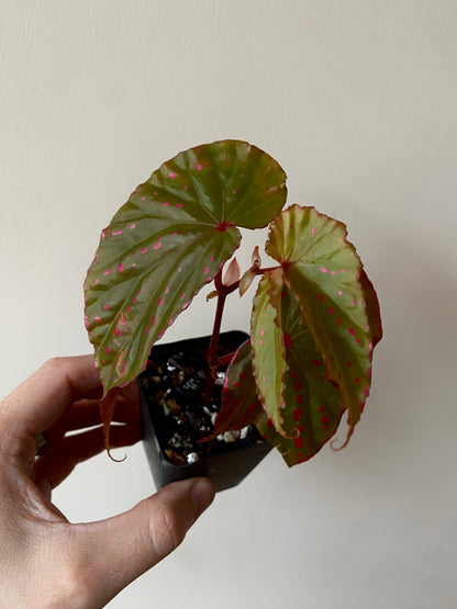 Begonia Negrosensis X Nothobaramensis | 6 cm pot [A]