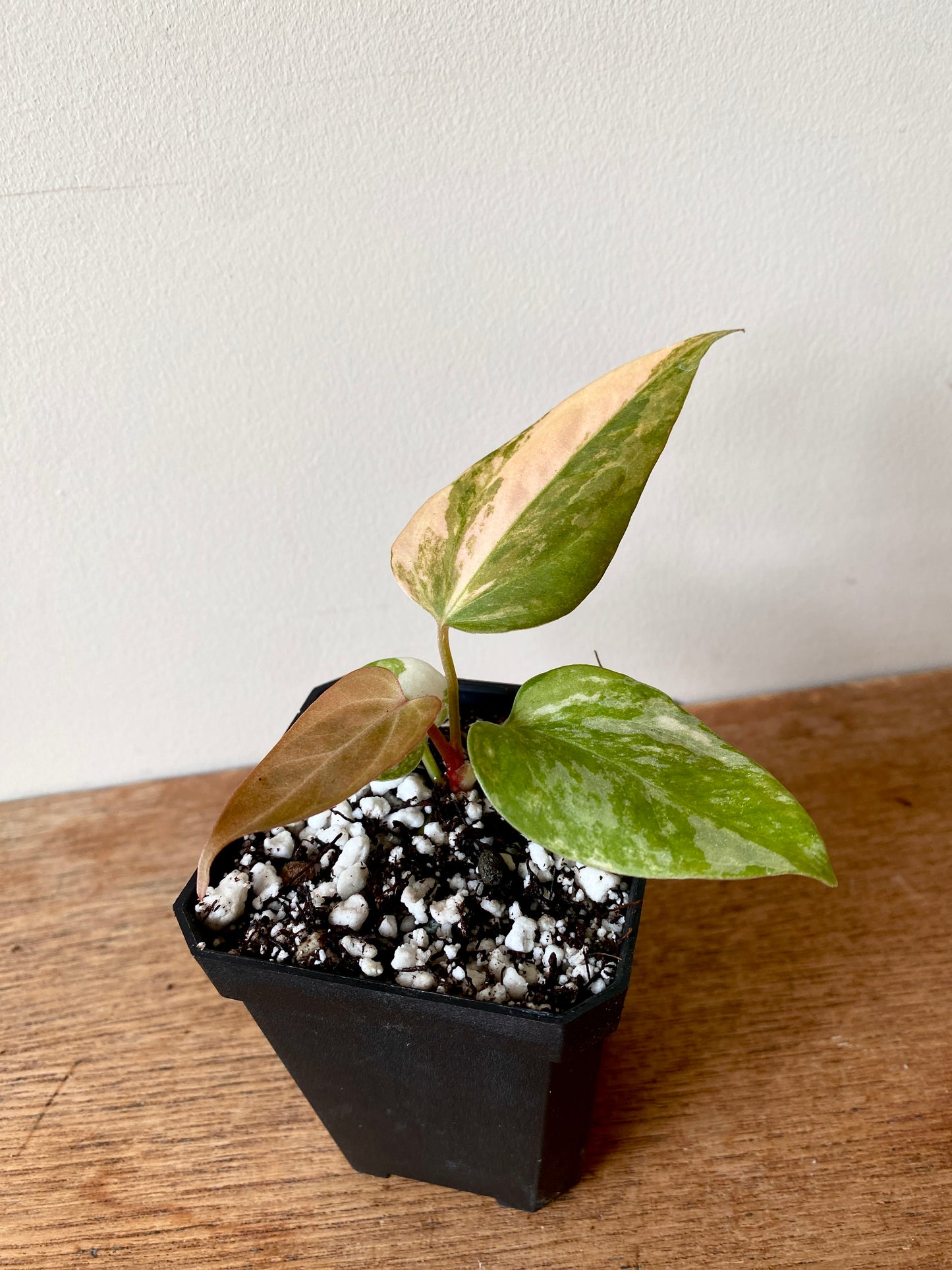 Anthurium Ace of Spaces var X Portillae clone | 7 cm pot [clone A]