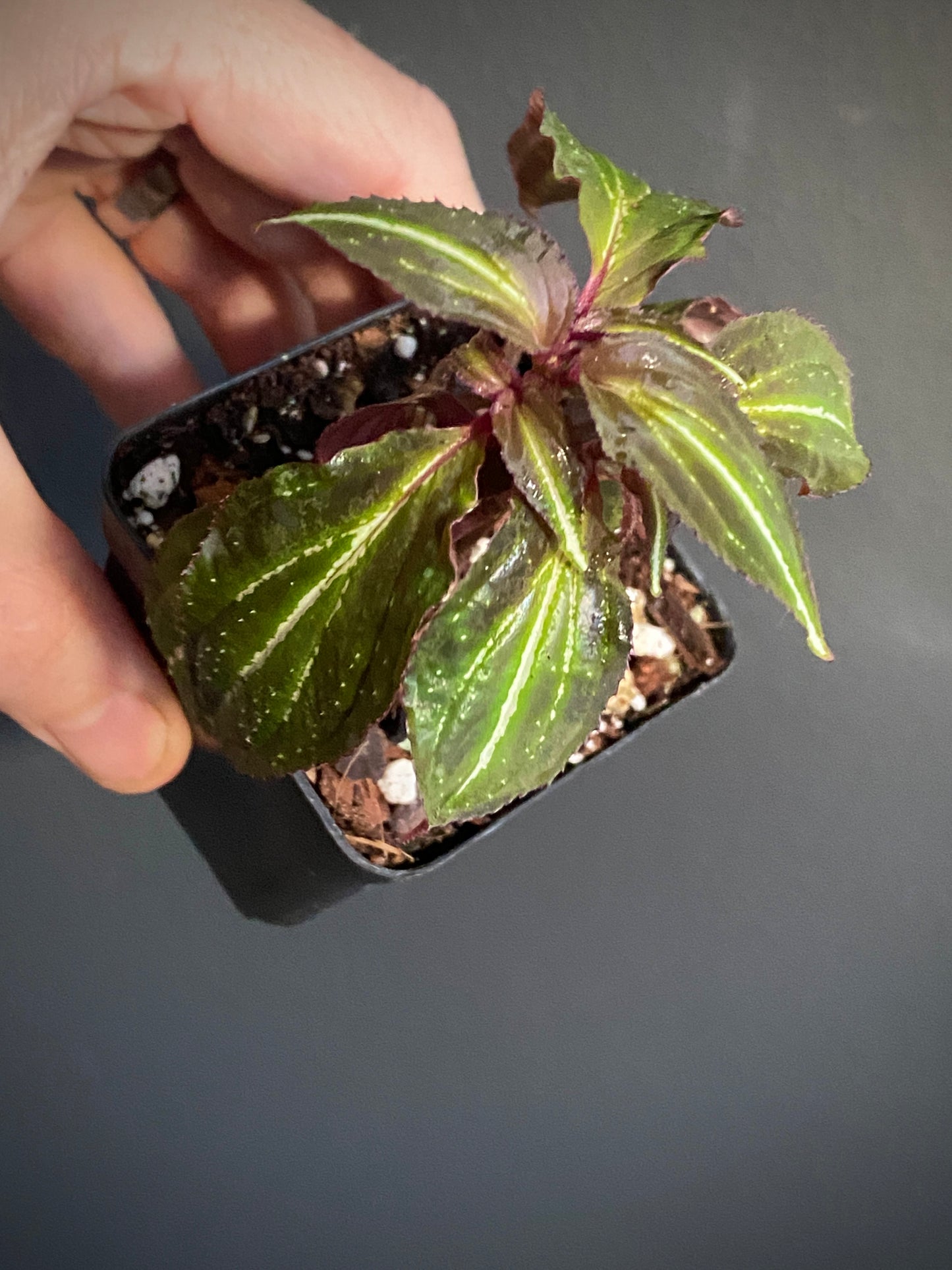 Sonerila sp. Borneoensis  | 6 cm pot [B]