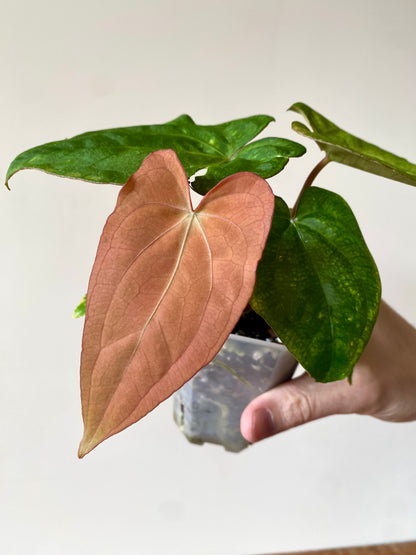 Anthurium RVDP (self) mint variegated | 7 cm pot