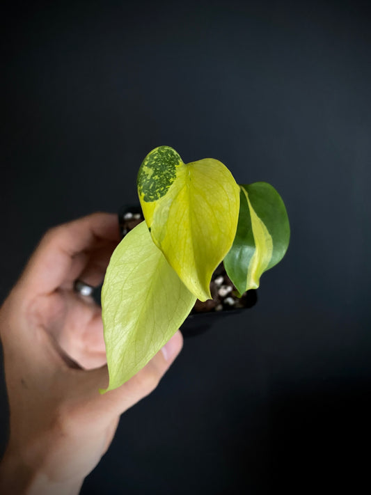 Monstera Deliciosa Electrolyte | 6 cm pot [B]