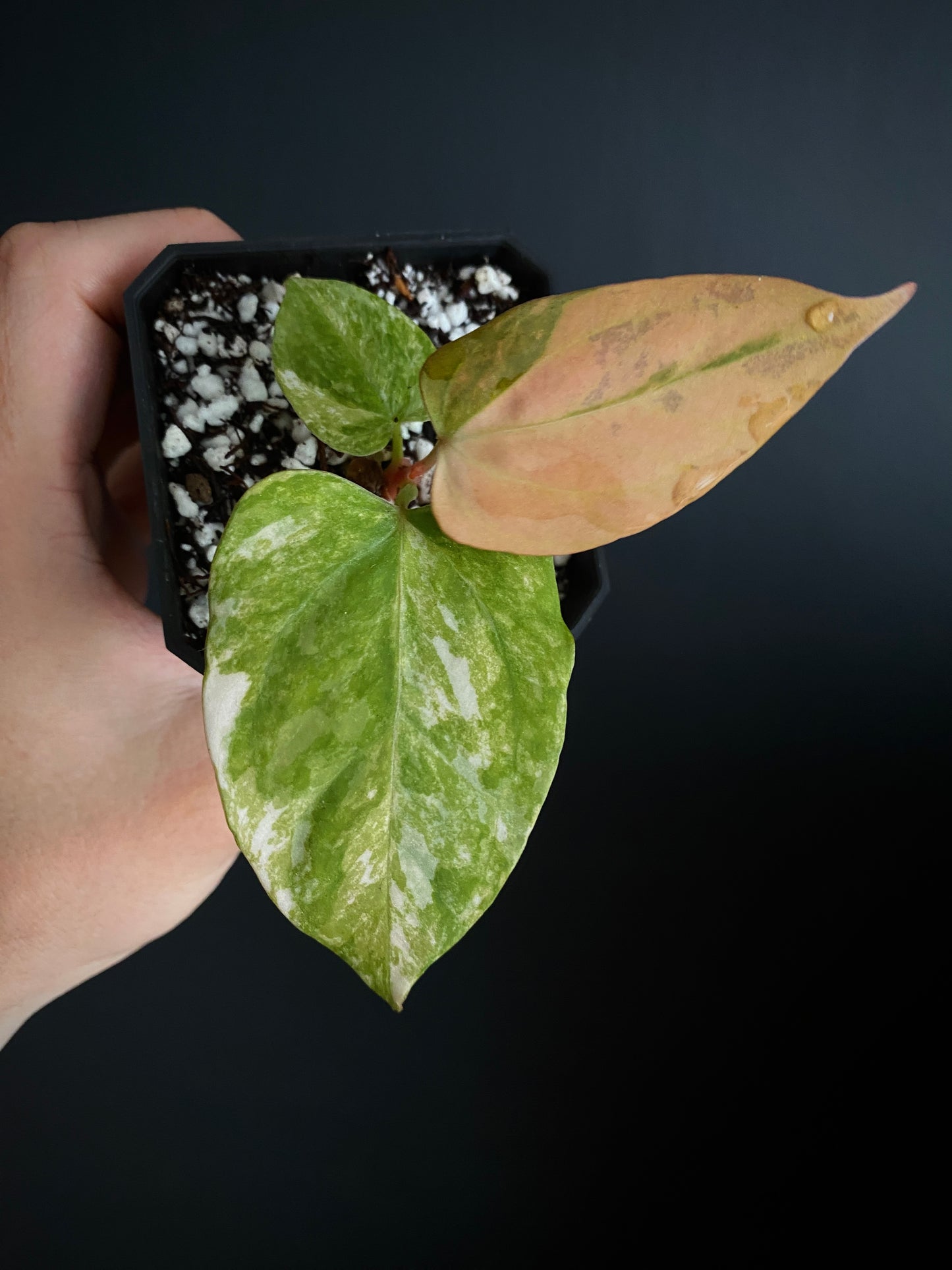 Anthurium Ace of Spaces var X Portillae clone | 7 cm pot [clone B]