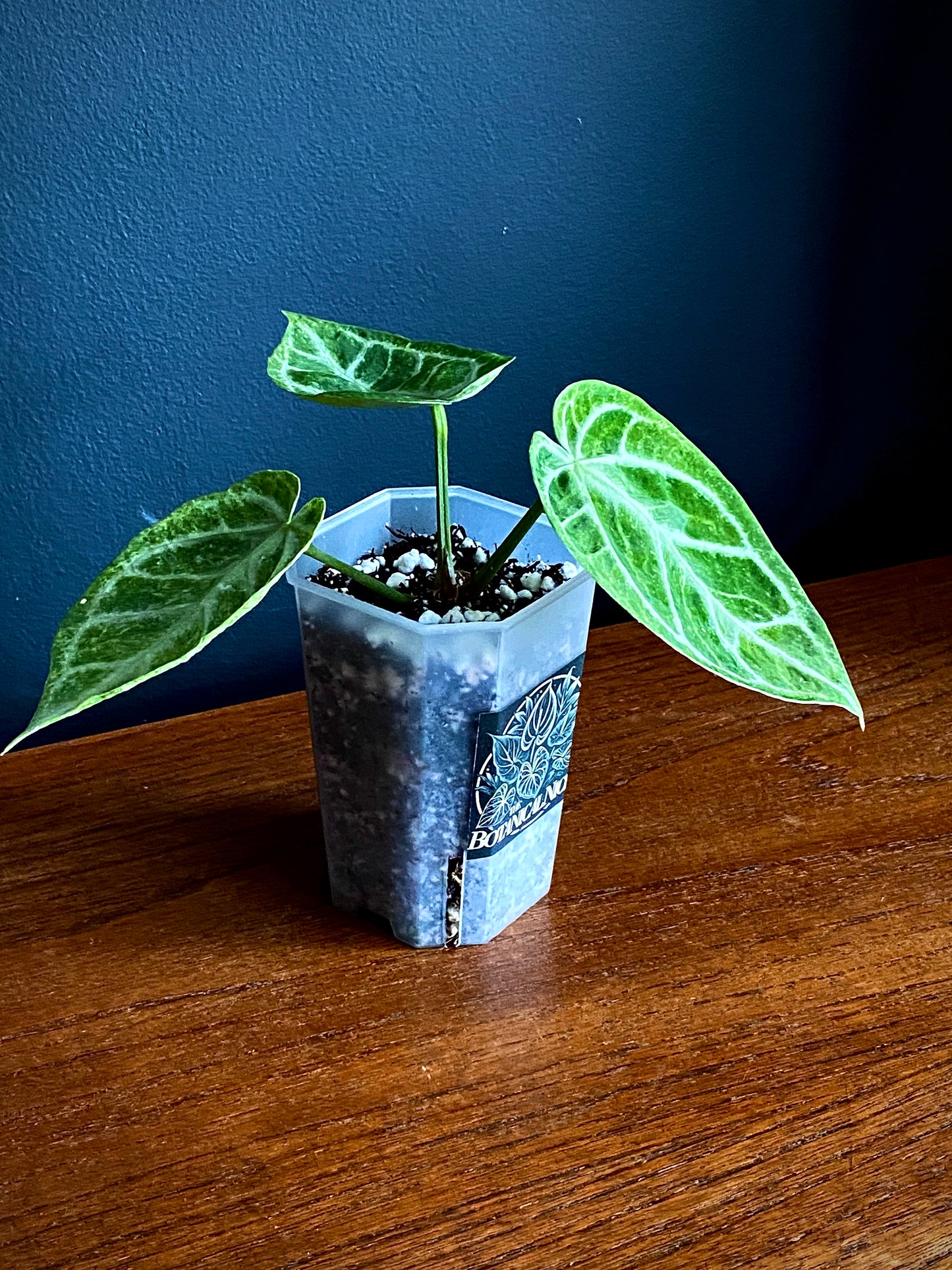 Anthurium Dorayaki X Silver Blush mint | 7 cm pot