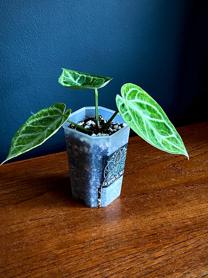 Anthurium Dorayaki X Silver Blush mint | 7 cm pot