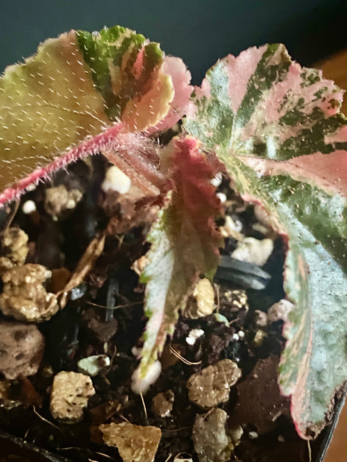 Begonia Ginny Galaxy Pink variegated | 7 cm pot