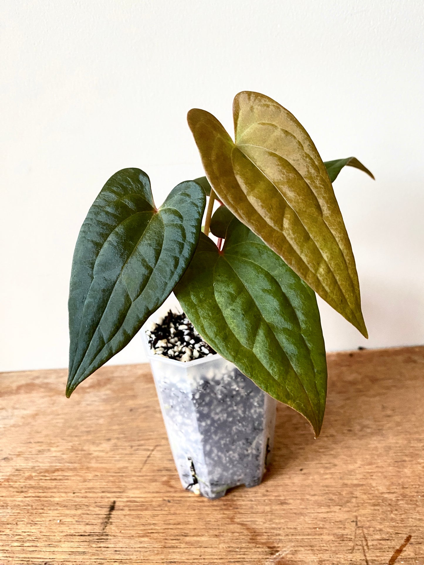 Anthurium RVDP (self) mint variegated | 7 cm pot [B]