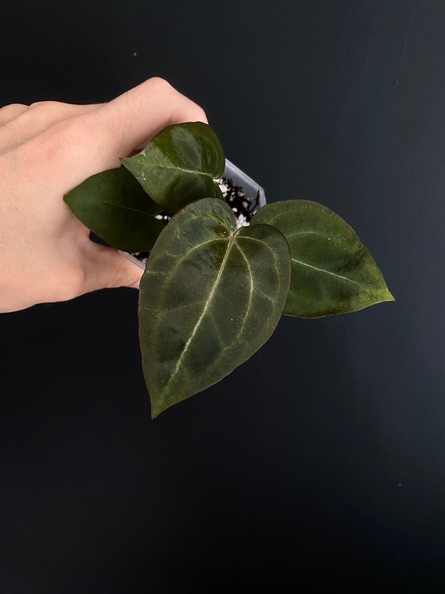 Anthurium Black Widow x Michelle S1 | 7 cm pot [B]