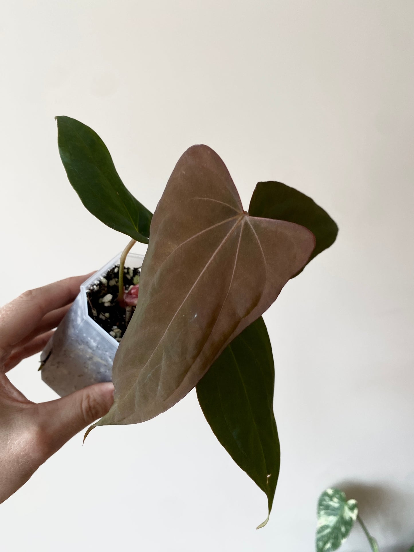 Anthurium Golden Eagle X BVEP (R.FxF) | 7 cm pot [select - dark]