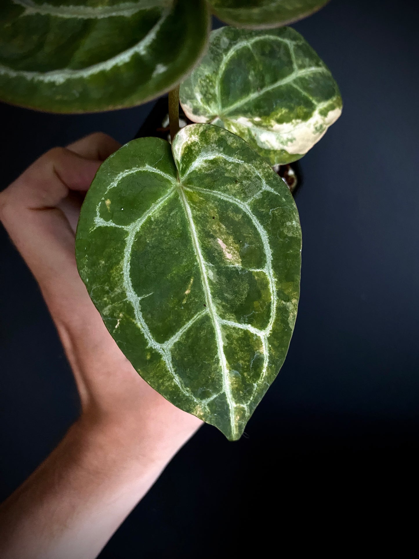 Anthurium Pap.Crystal var X Tezula Red Crystallinum | 7 cm pot [A]