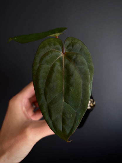 Anthurium Red Vein Dark Phoenix | 7 cm pot [B]