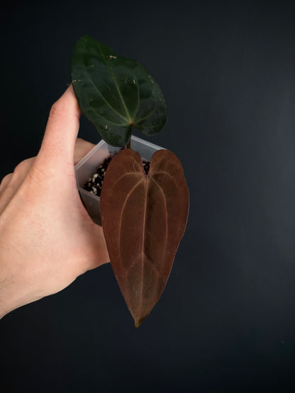 Anthurium (DressCarla x BVEP) X (Carlablackiae x Papillilaminum) | 7 cm pot [A]