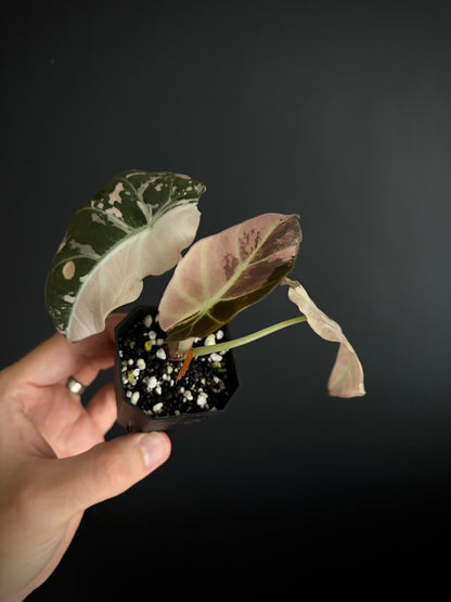 Alocasia Black Velvet Pink variegata | 5 cm pot