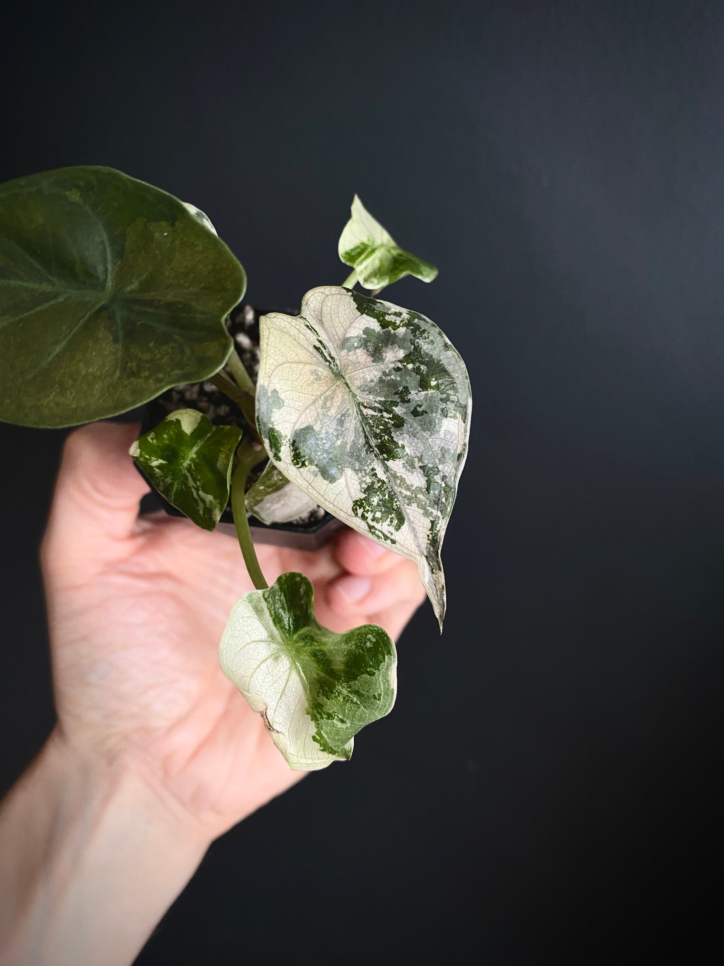Alocasia Wentii albo/pink variegated | 5 cm pot [C]