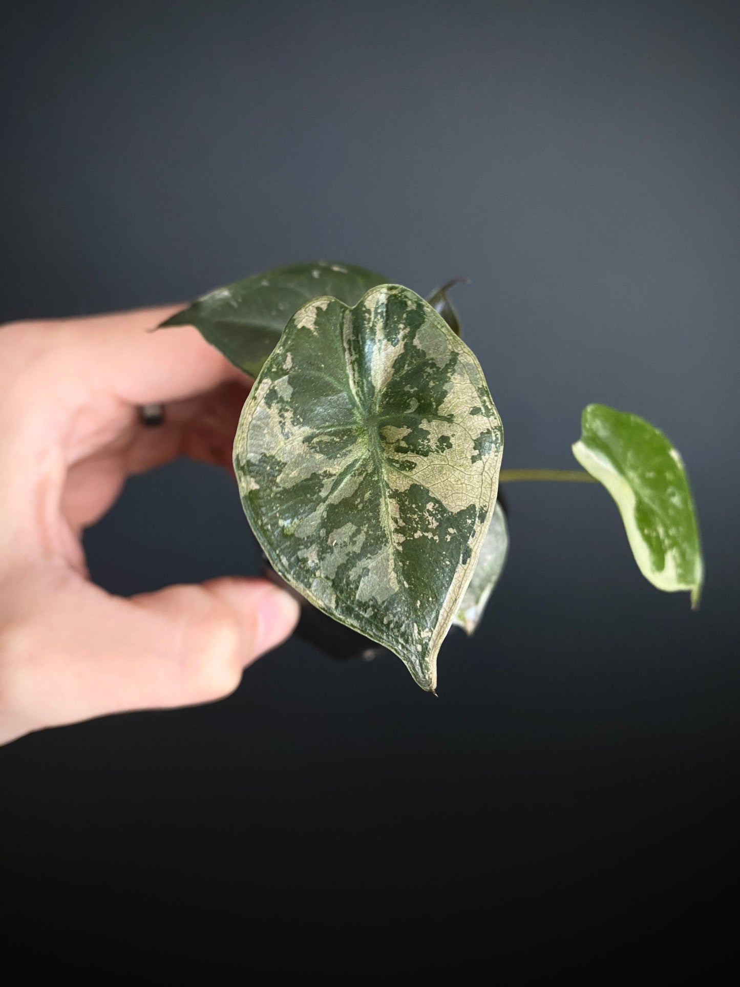Alocasia Wentii albo/pink variegated | 5 cm pot [A]