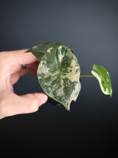 Alocasia Wentii albo/pink variegated | 5 cm pot [A]