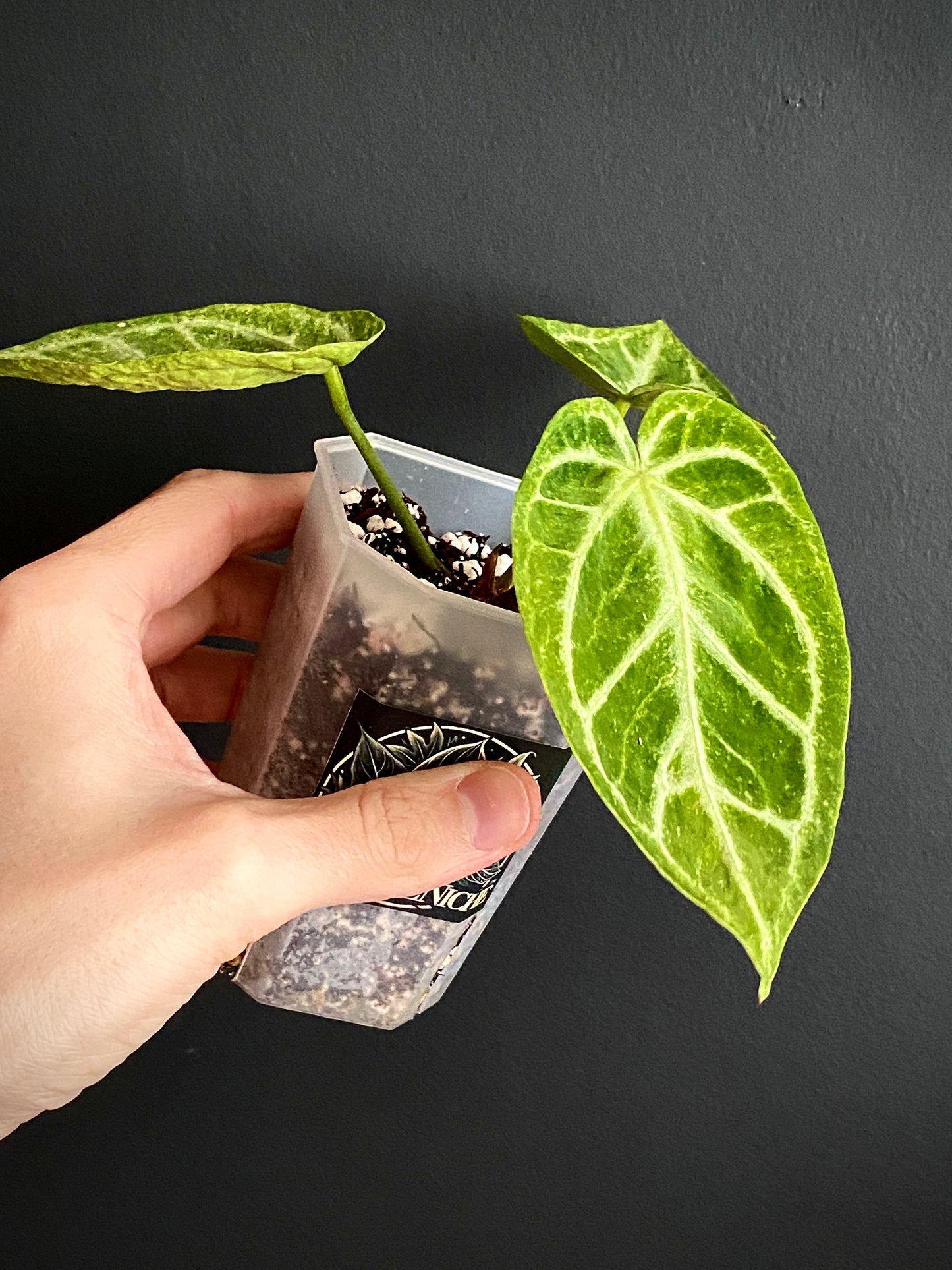 Anthurium Dorayaki X Silver Blush mint | 7 cm pot