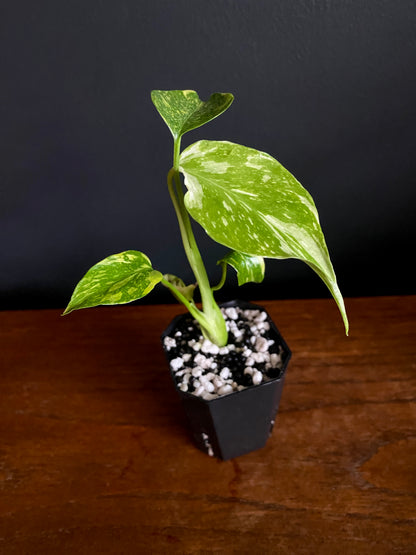 Monstera Deliciosa Electrolyte | 5 cm pot [A]