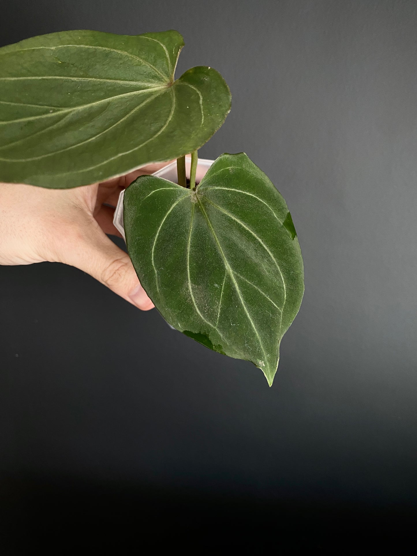Anthurium King of Spades (KOS/HU) | 7 cm pot [B]