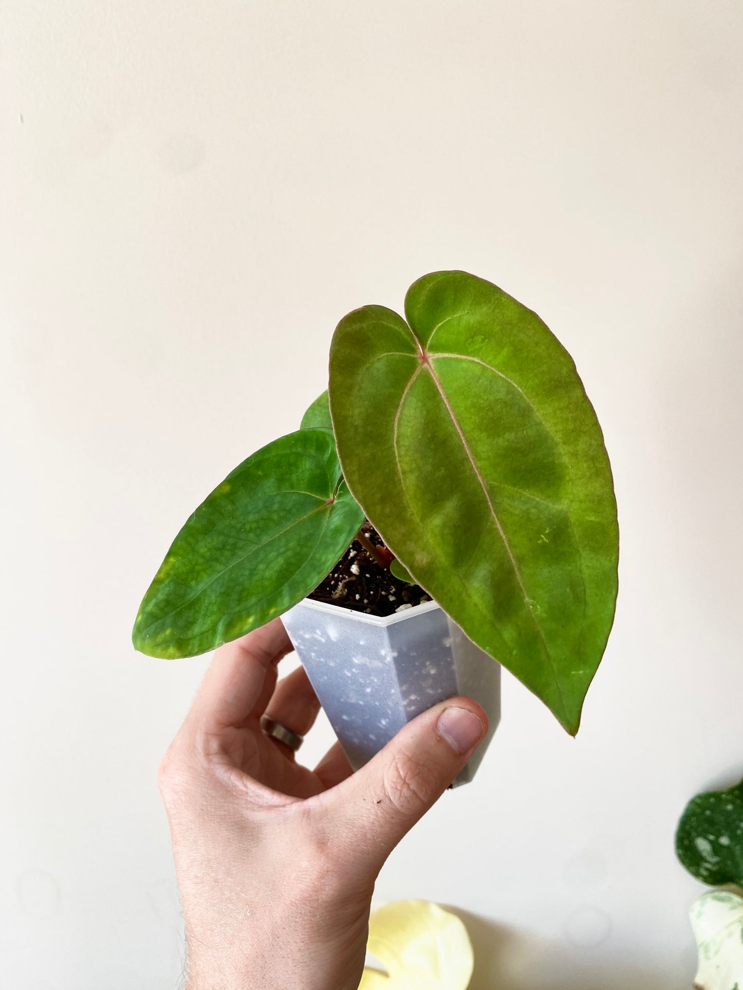 Anthurium (Carlablackiae X Dressleri RG) X (Besseae x Papillilaminum) | 7 cm pot [B]