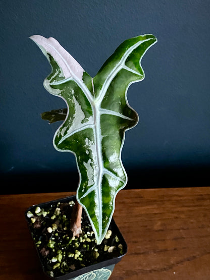 Alocasia Nobilis Pink variegata | 7 cm pot