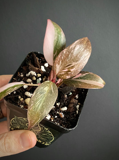 Philodendron Pink Princess | 7 cm pot