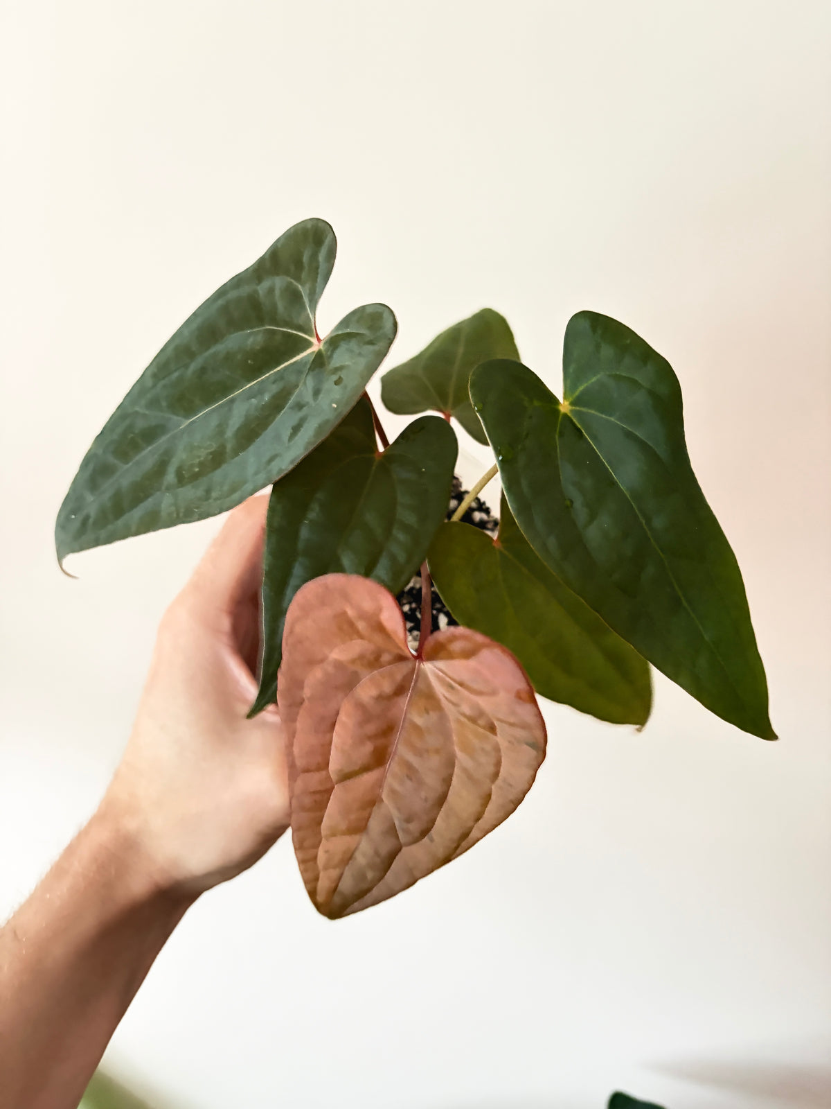 Anthurium RVDP (self) mint variegated | 7 cm pot [B]