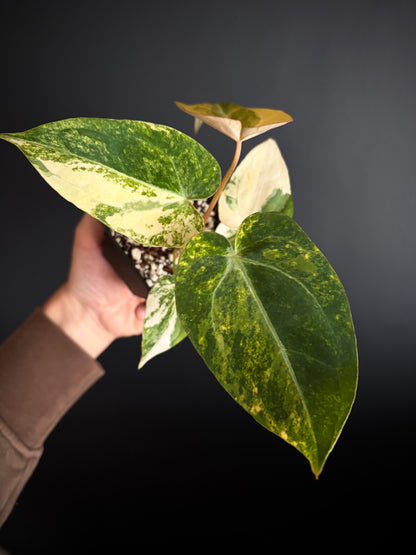 Anthurium Papillilaminum Hb variegated X Forgetii | 7 cm pot [B]