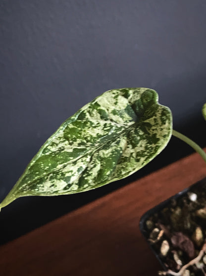 Alocasia Dragonscale Mint variegata | 6 cm pot [B]