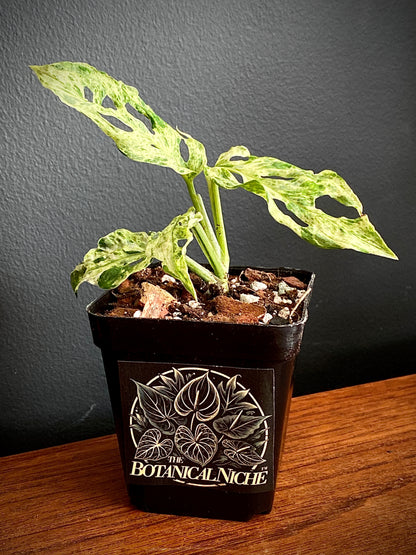 Monstera Adansonii var. laniata 'Frozen Freckles' |  7 cm pot