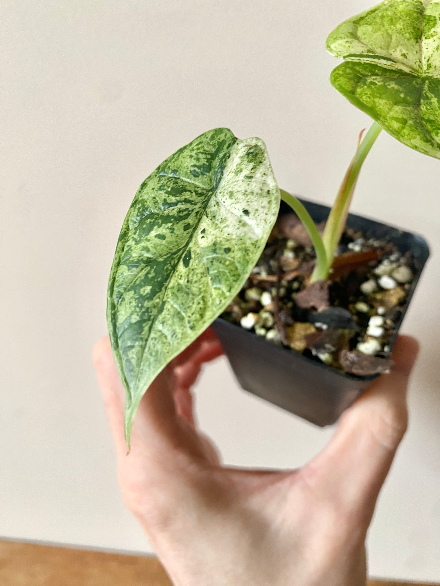 Alocasia Dragonscale Mint variegata | 6 cm pot [A]