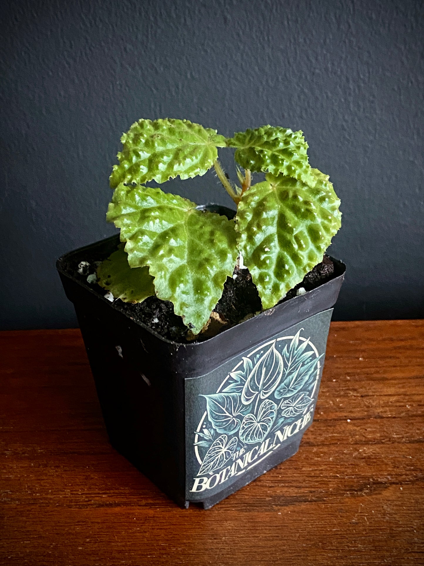 Begonia Dracopelta | 6 cm pot