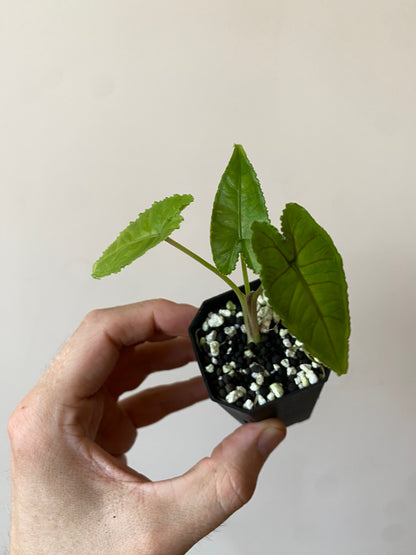 Alocasia Olanii | 5 cm pot [D]