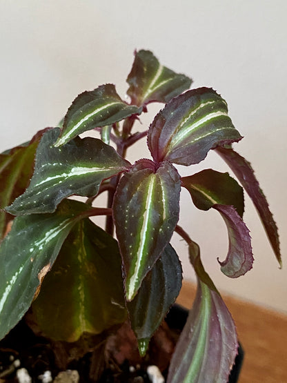 Sonerila sp. Borneoensis  | 6 cm pot [A]