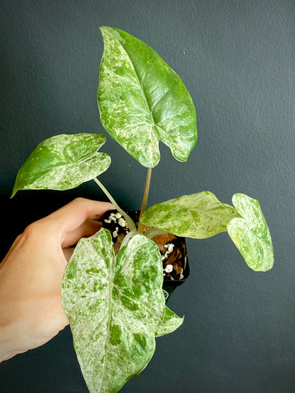 Alocasia Macrorrhizos Splash variegated | 7 cm pot