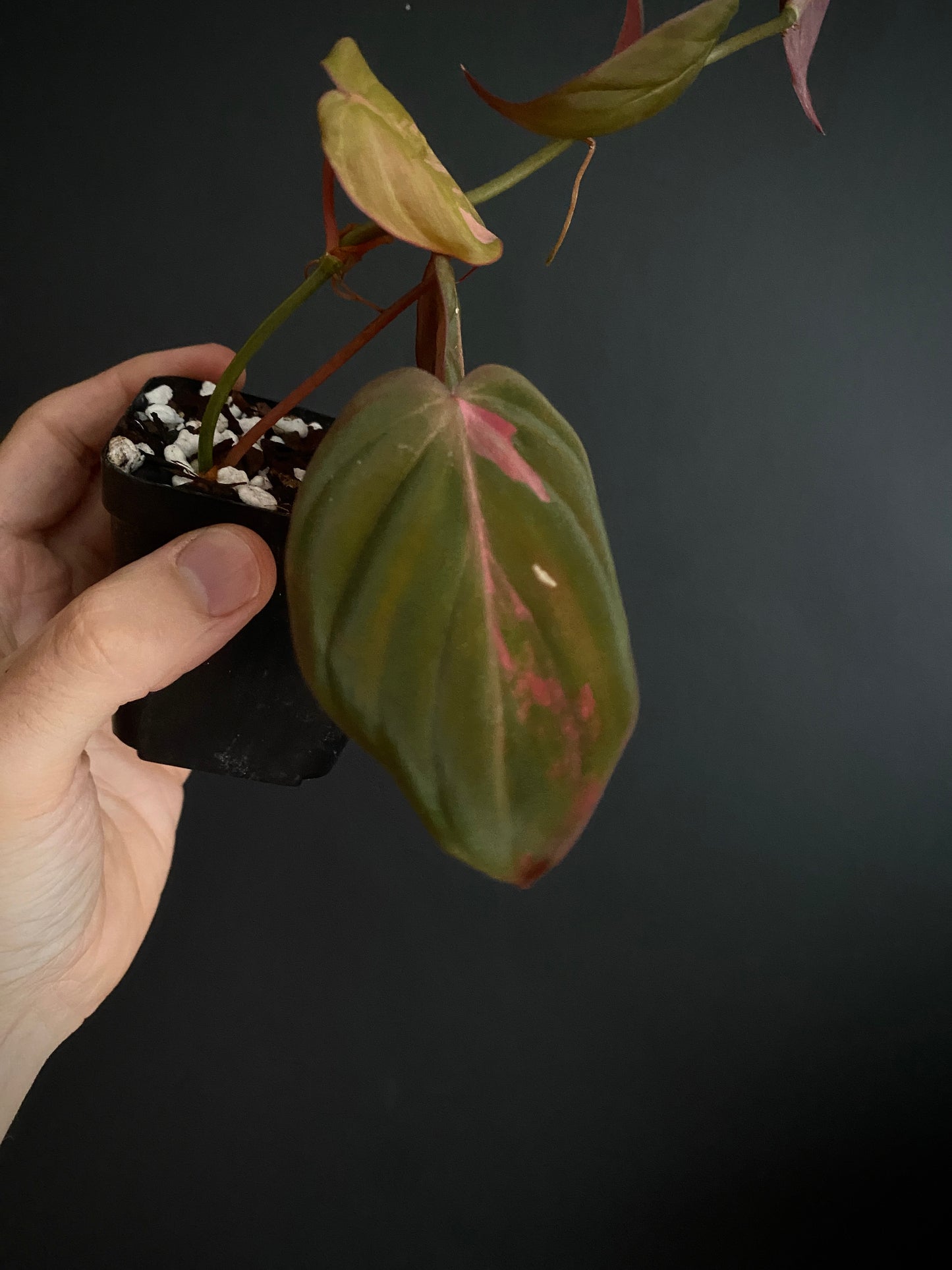 Philodendron Micans pink variegata (low var) | 7 cm pot