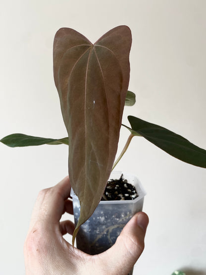 Anthurium Golden Eagle X BVEP (R.FxF) | 7 cm pot [select - dark]
