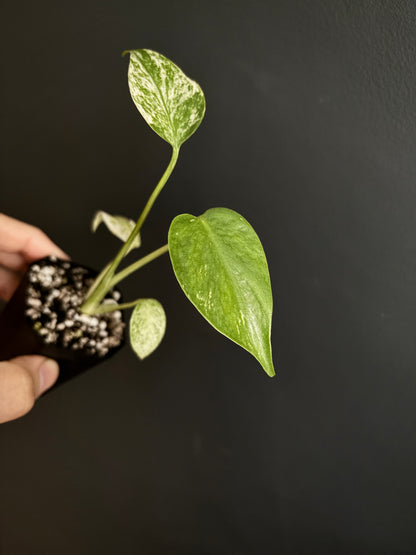 Monstera Star Shadow | 5 cm pot [A]
