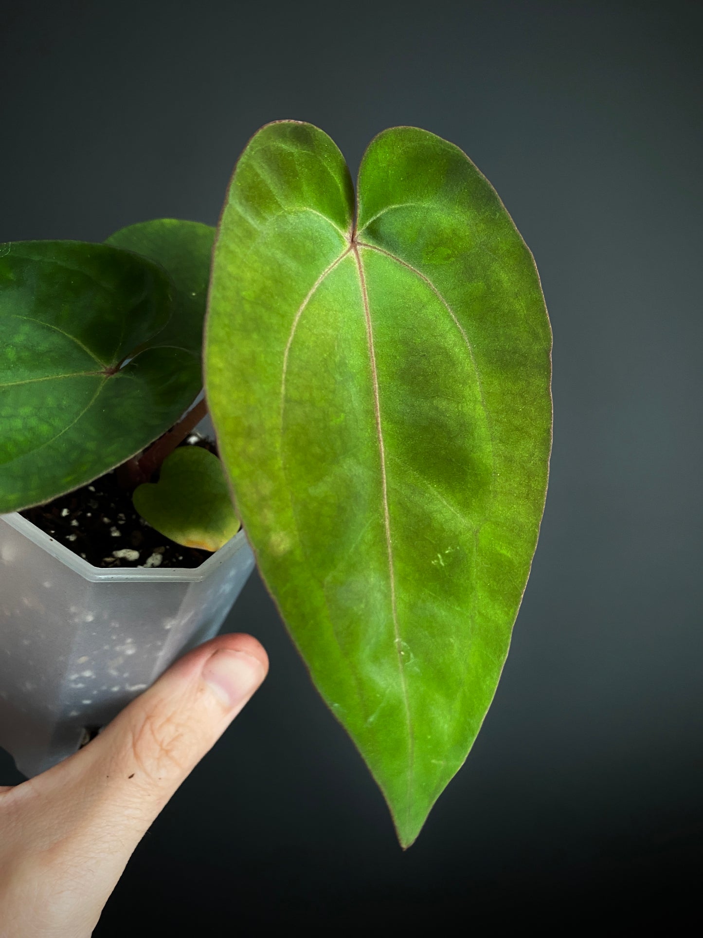 Anthurium (Carlablackiae X Dressleri RG) X (Besseae x Papillilaminum) | 7 cm pot [B]